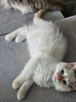 Ragdoll kocourci - 3