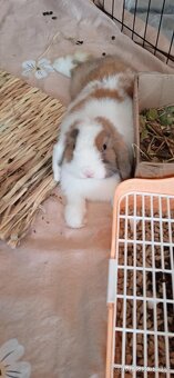 Mini Lop / NHD - 3