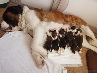 Bernardýni s PP - 3