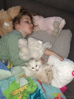 Mainská mývalí koťátka bez PP - 3