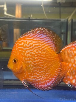 Discus-Terčovec - 3