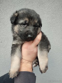 Německý ovčák štěňata - 3