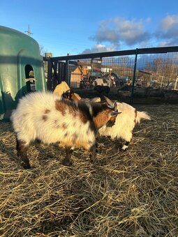 Holandský kozel - 3