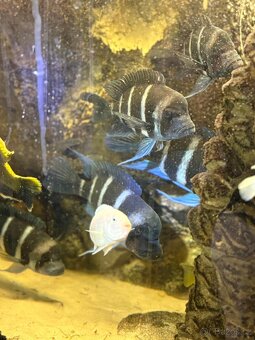 Cyphotilapia giberosa - 3