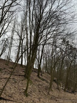 Prodám lesní pozemek v k.ú. Luka - 3