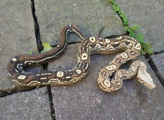 Boa imperator - Aztec Anery het VPI, VPI Jungle Aztec - 3