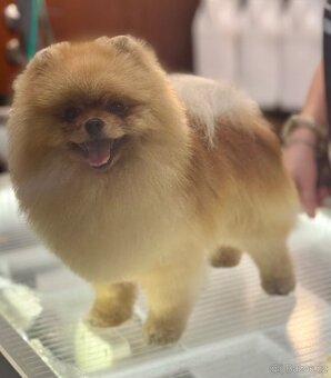 Pomeranian s PP FCI - 3