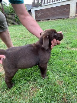 Štěňátko labradorského retrievera - 3