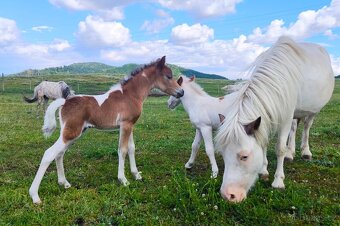 Letošní TOP hřebeček minihorse - MIEL Y - 3