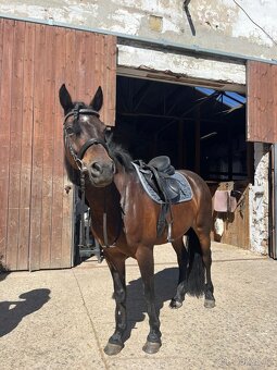 Pony B - 3