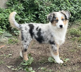 Miniaturní americký ovčák-  s PP v barvě blue merle - 3