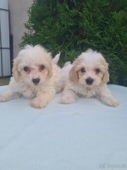 Maltipoo - 3