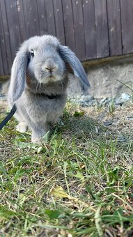 Králíček zakrslý beránek - 3