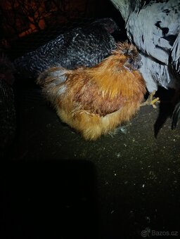 Kohouti hedvábnička Green Shell - 3