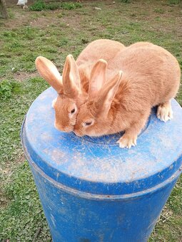 Prodám Burgundské králíky - 3