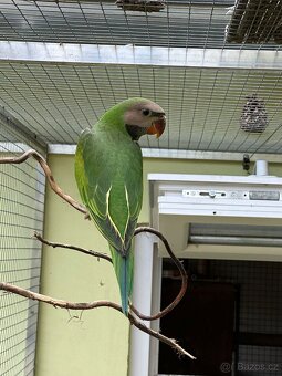 Prodej alexandr vousatý - 3