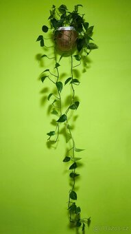 Prodám krásný velký Scindapsus - 3