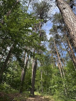 Prodám lesní pozemek v k.ú. Úpice - 3