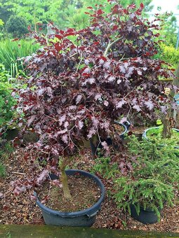Buk - Fagus sylvatica "Rohan Weping" - 3