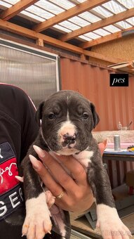 Americký stafordšírský Teriér, Staford, Amstaff, AST - 3