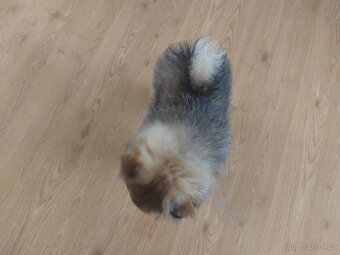 Špic, nemecký špic , Pomeranian - 3