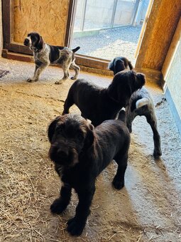 Český fousek s PP - 3