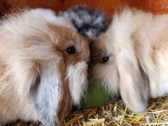 Zakrslí králíčci, lvíček, minilop - 3