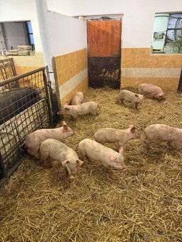 sele přeštické - 3