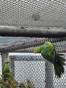 Papoušek senegalský - 3