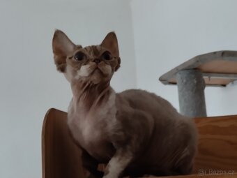 Roční kočička Devon Rexe s PP - 3