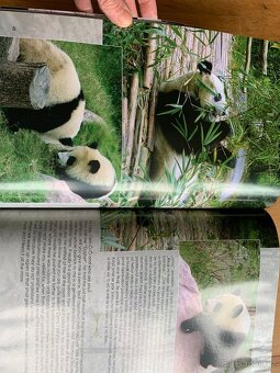 Česko anglická kniha Pandy z Chengdu - 3
