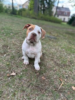 American Bully XL - 3