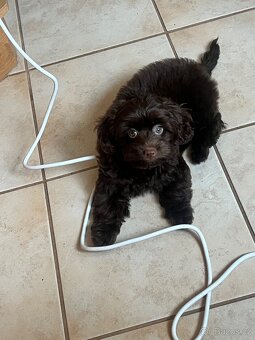 Maltipoo F1 - 3