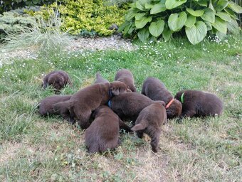 Štěňátka Labrador retriever - 3