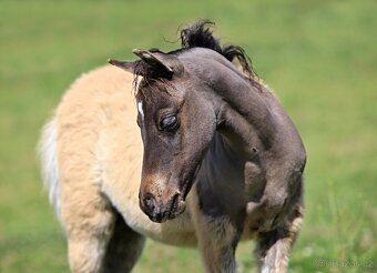 Letošní hřebeček minihorse - MOCCACCINO - 3