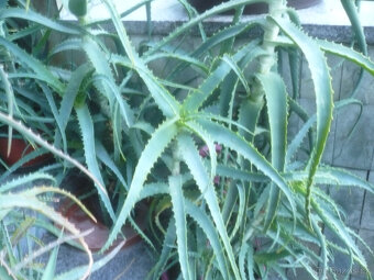 Aloe - prodám - 3