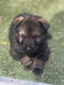 Německý ovčák - štěňátka s PP - 3