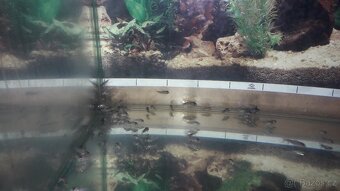 Pancéřníček Adolfův - Corydoras Adolfoi - 3