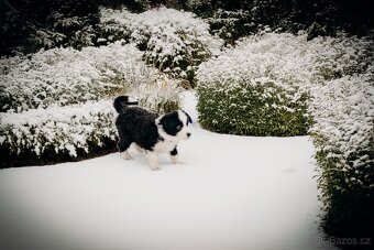 Přijímáme rezervace na štěňata Border Kolie s PP - 3