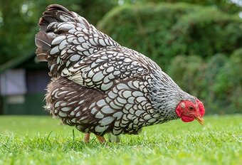 Slepičky jako vánoční dárek - pro okrasu i na užitek - 3