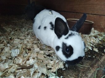Zakrslý králík - 3