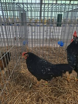 Kohouti vlaška černobílé - 3