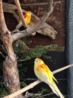 Papoušek zpěvavý - 3