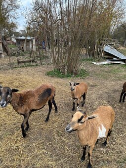 Kamerunské ovce - 3