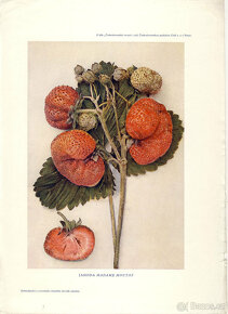 Stará pomologická literatura - ovocné odrůdy - 3