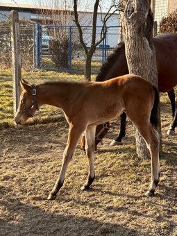 Kobylka Quarter Horse (AQH, QH) - 3