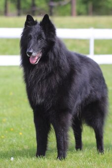 Štěňátka BO Groenendael s PP - 3