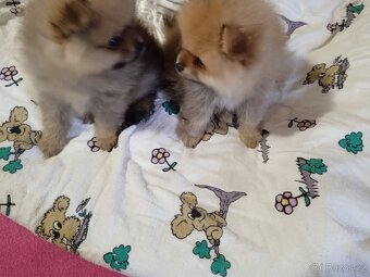 Prodám štěňata pomeranianu - 3