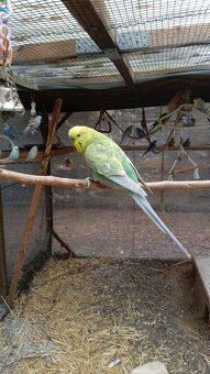 Andulky - 3