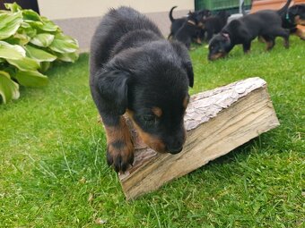 Štěňátko, štěňátka plemena Beauceron (Berger de Beauce) - 3